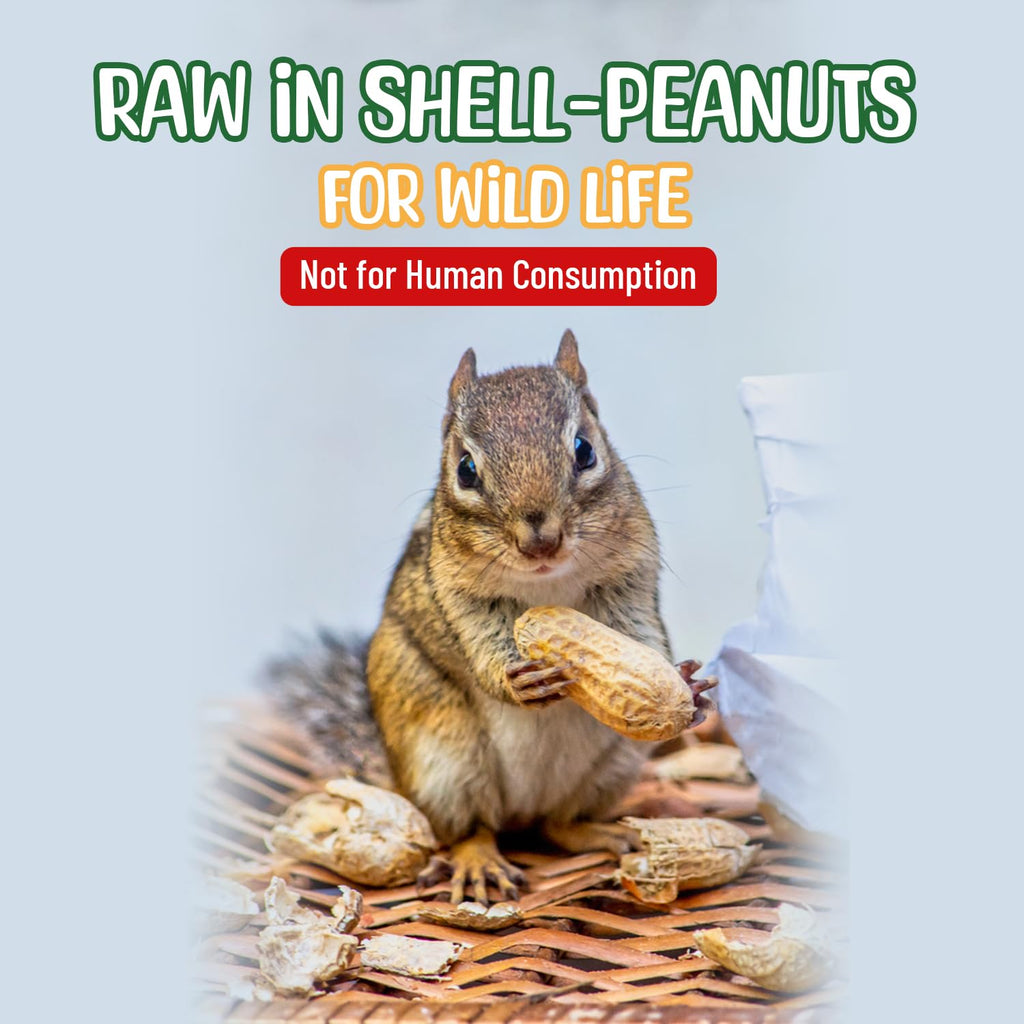 Raw Peanuts in Shell 10 Pounds V49135