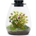 Glass Plant Terrarium with Grow Light D948985
